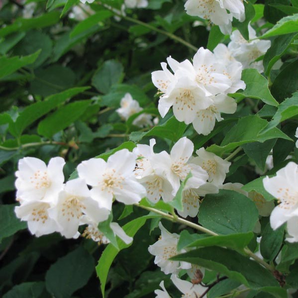 Pihajasmike - Koristepensaat - 4610 - 1