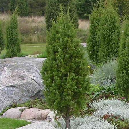 Pilarikataja Suecica 60-80 - Havupuut - 6060 - 1