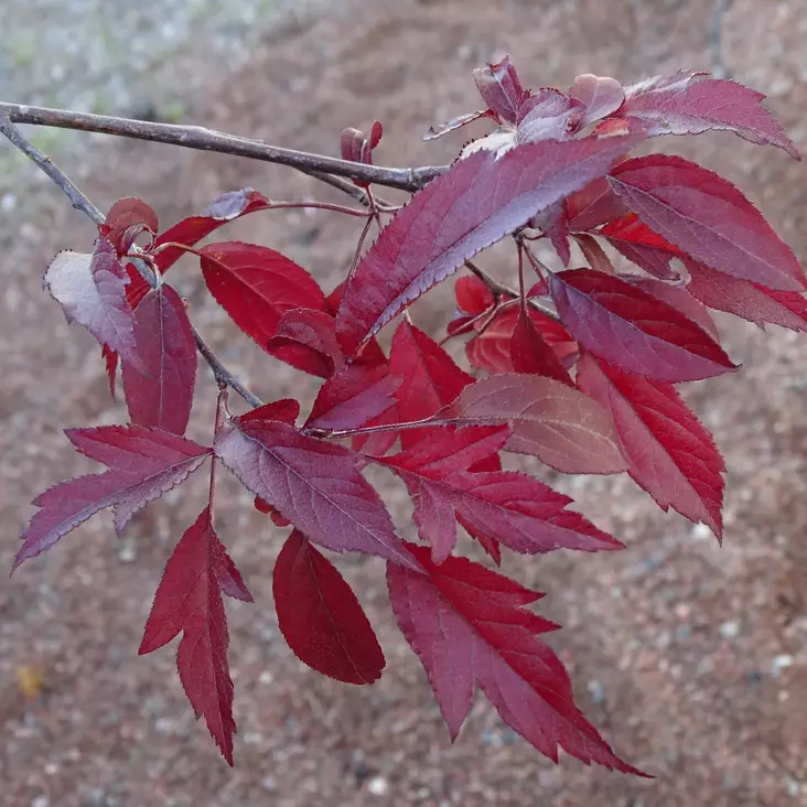 Purppuraomenapuu Musta Rudolf -  - 43470 - 1