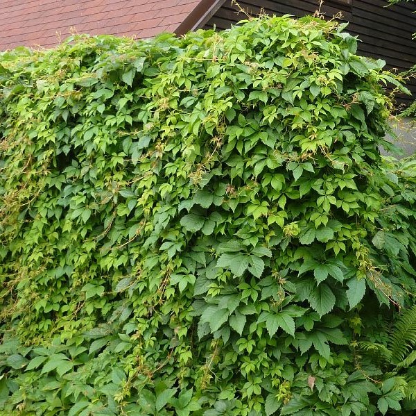 Säleikkövilliviini - Köynnöskasvit - 5180 - 1