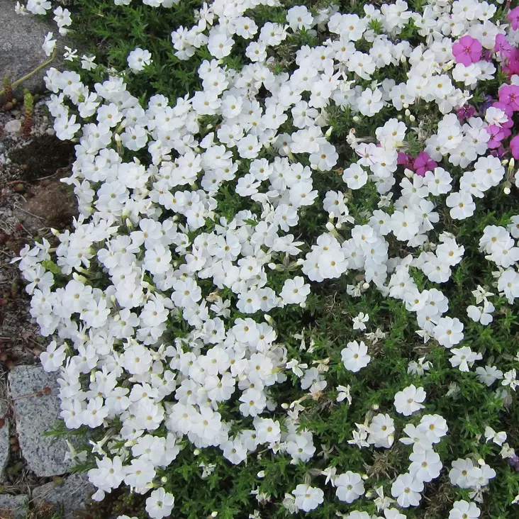 Sammalleimu Maischnee - Perennat - 7420 - 1