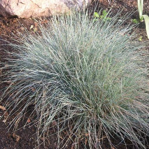 Sininata - Koristeheinät - 72190 - 1