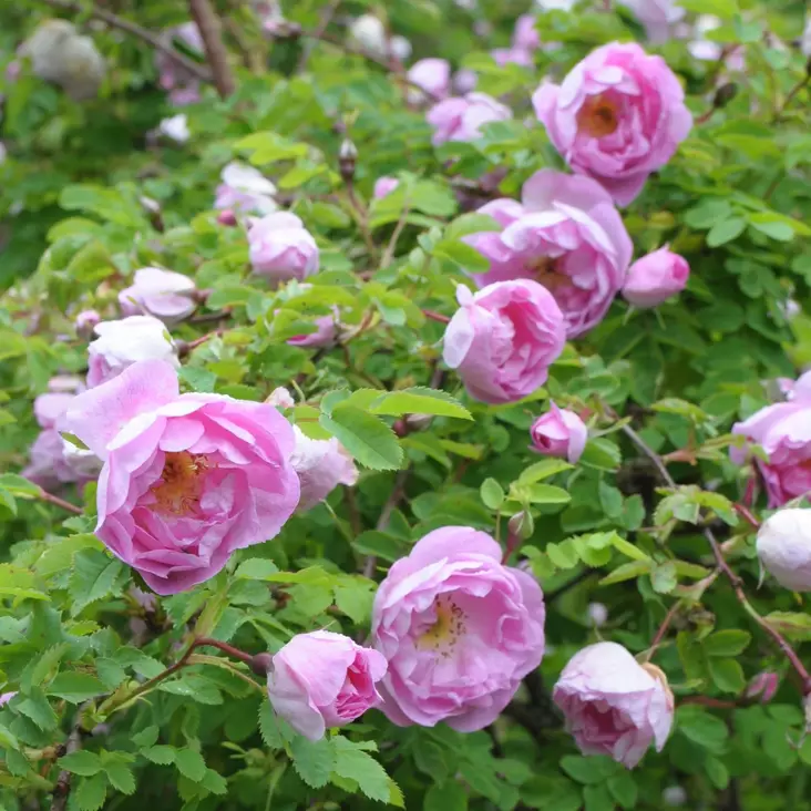 Suviruusu Poppius - Puistoruusut - 2700 - 1