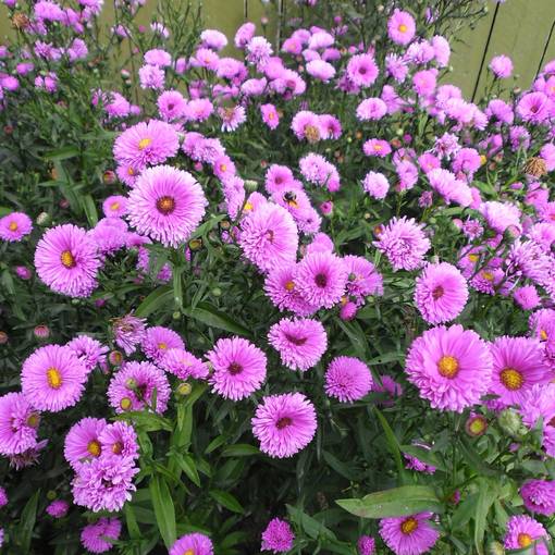 Syysasteri Patricia Ballard - Perennat - 70790 - 1