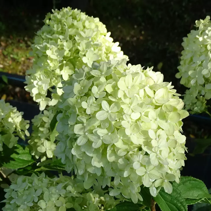 Japaninhortensia Little Lime -  - 45700 - 1