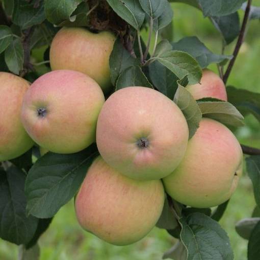 Syysomena Siloposken Nautinto - Omenapuut - 12510 - 1