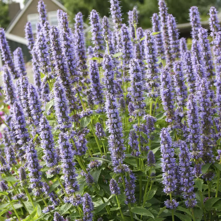 Tarhaiiso Blue Fortune - Perennat - 7020 - 1