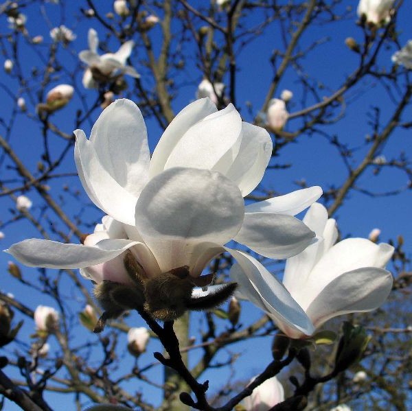 Tarhamagnolia Merrill - Koristepensaat - 42920 - 1