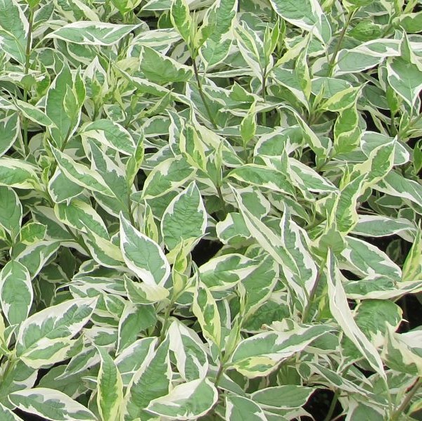 Valkokirjokanukka Ivory Halo - Koristepensaat - 45320 - 1