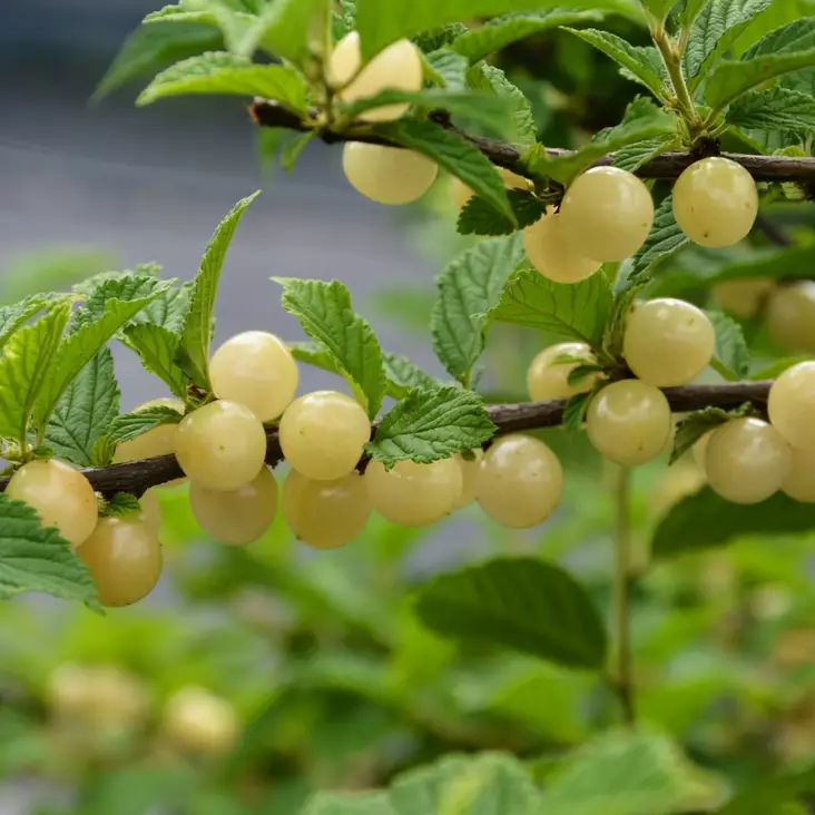 Valkokirsikka Lumikki - Kirsikkapuut - 14320 - 1