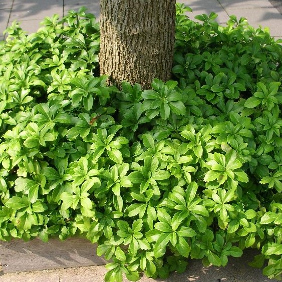 Varjoyrtti - Perennat - 7390 - 1