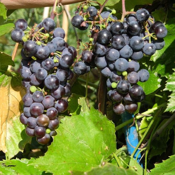 Viiniköynnös Hazaine Sladkii - Viiniköynnökset - 22760 - 1