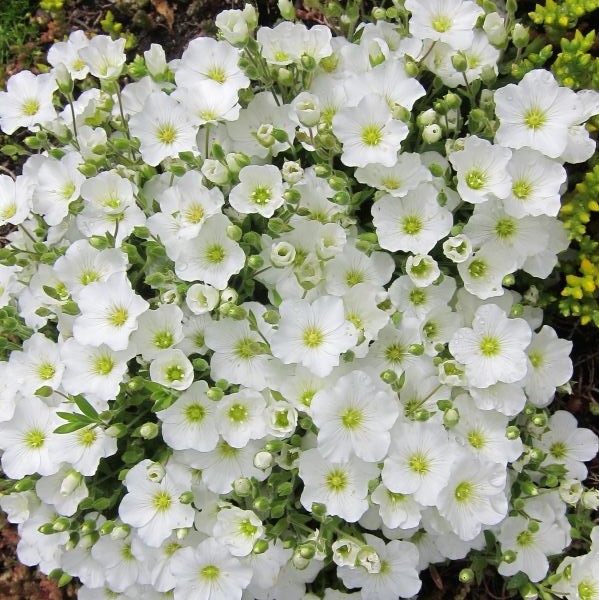 Vuoriarho - Perennat - 70570 - 1