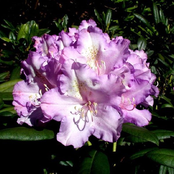 Yakushimanalppiruusu Caroline Allbrook - Alppiruusut ja atsaleat - 35930 - 1