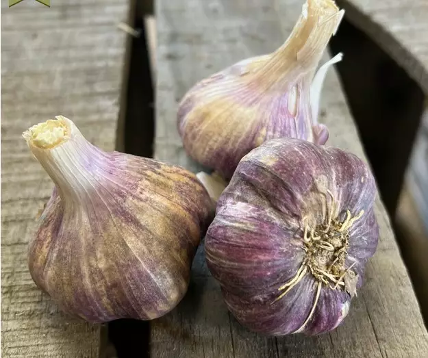 Valkosipuli Germidour 40/50 100 g - Ruokasipulit - 127010 - 1