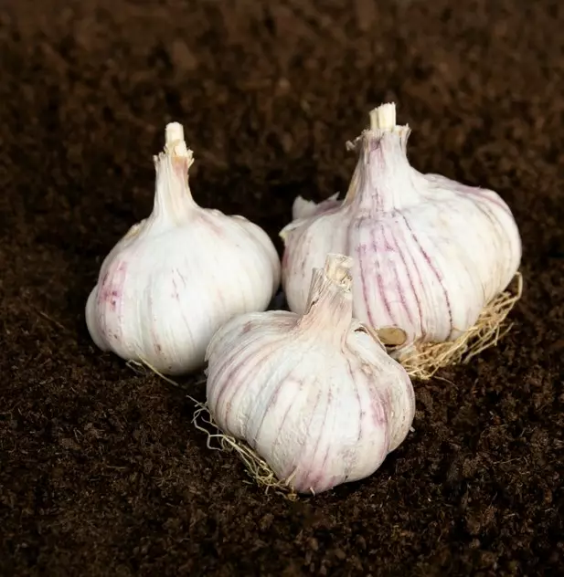 Valkosipuli Primor 40/50 100 g - Ruokasipulit - 127040 - 1