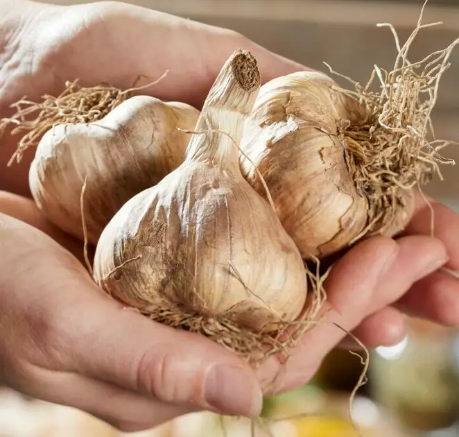 Valkosipuli Rustisem 40/50 100 g - Ruokasipulit - 127050 - 1