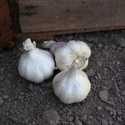 Valkosipuli Sabagold 40/50 100 g - Ruokasipulit - 127070 - 1