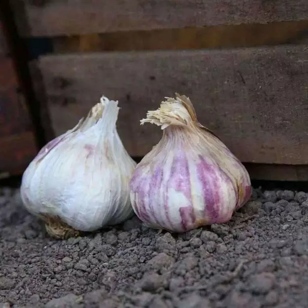 Valkosipuli Therador 40/50 100 g - Ruokasipulit - 127080 - 1