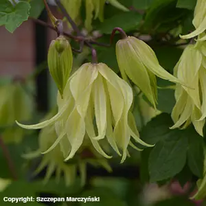 Tarha-alppikärhö Golden Surprise - Köynnöskasvit - 50530 - 1