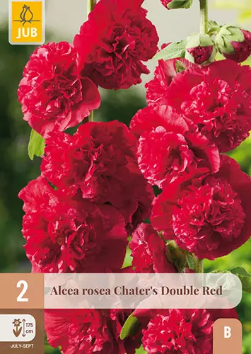 Tarhasalkoruusu Red 2 kpl/pkt - Perennajuurakot - 8712438638480 - 1