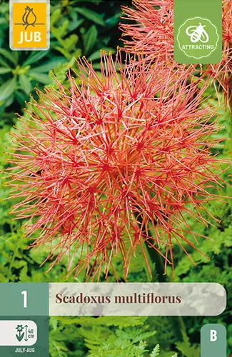 Loistotupsu 1 kpl/pkt - Muut kukkasipulit - 8712438979040 - 1