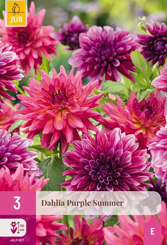 Daalia Purple Summer 3 kpl/pkt - Daaliat - 8720873001080 - 1
