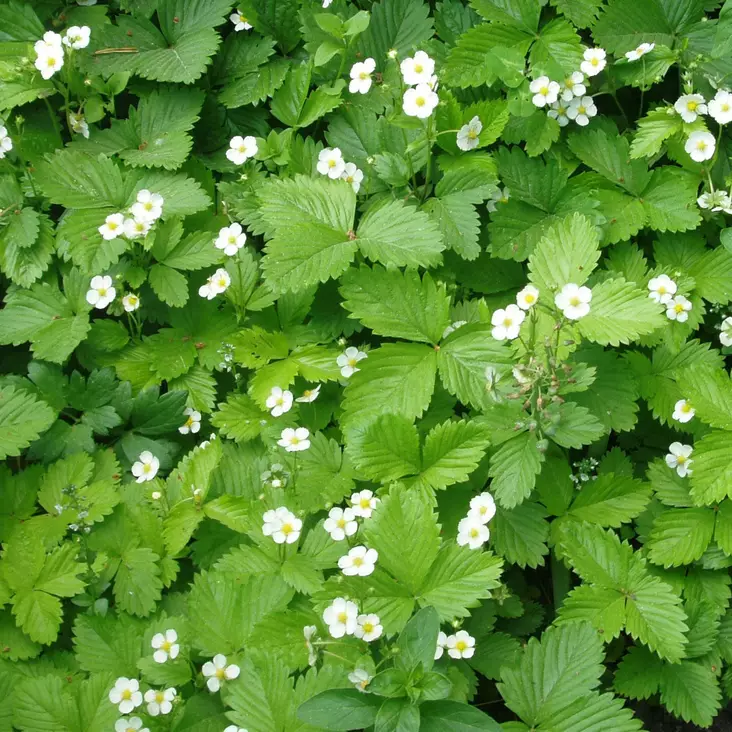 Ahomansikka - Mansikat - 21990 - 1