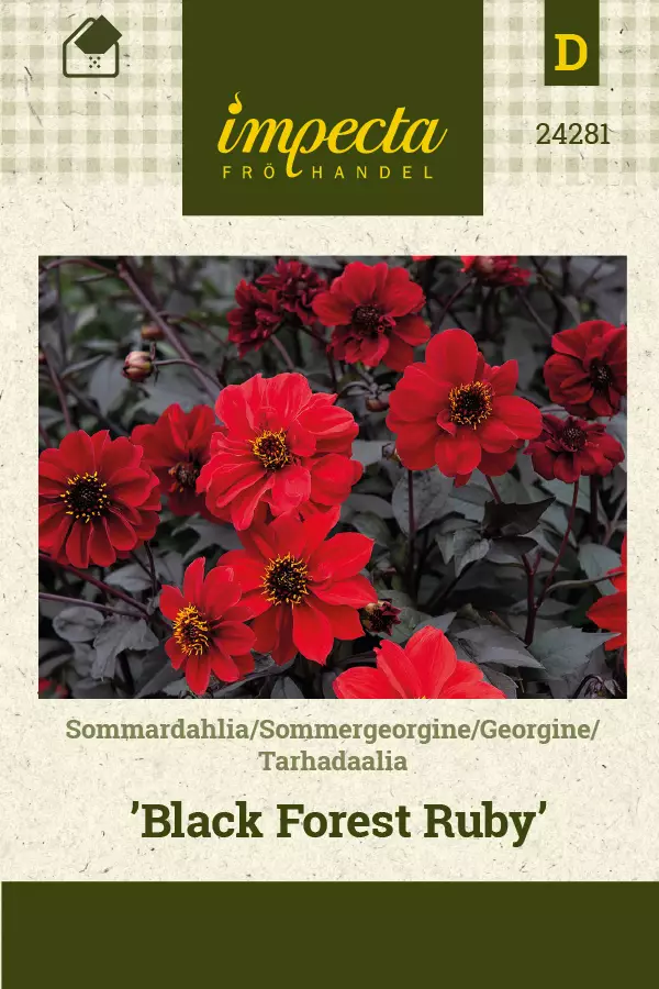 Daalia Black Forest Ruby - Kukkien ja koristeheinien siemenet - 7332756242810 - 1