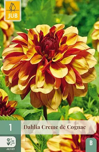 Daalia Creme De Cognac 1 kpl/pkt - Daaliat - 8712438973000 - 1