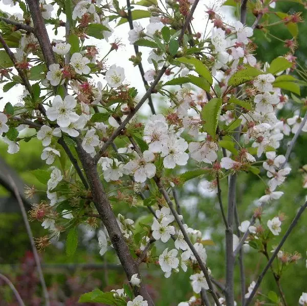 Hapankirsikka Fanal - Kirsikkapuut - 1370 - 2