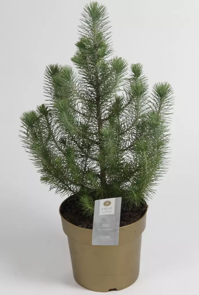 Huonemänty Silver Crest ø17 cm - Joulukauppa - 129080 - 1