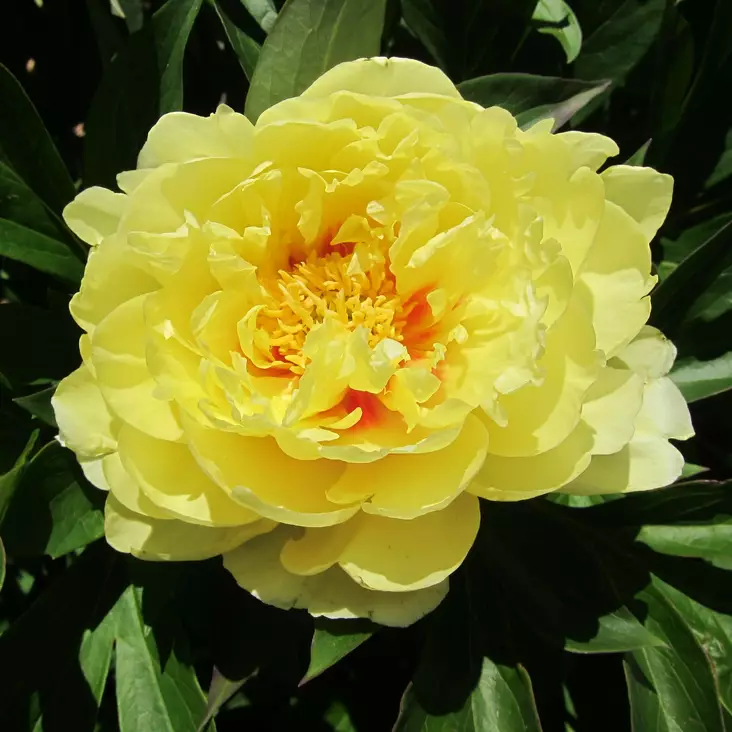 Itoh-pensaspioni Bartzella - Perennat - 73870 - 1