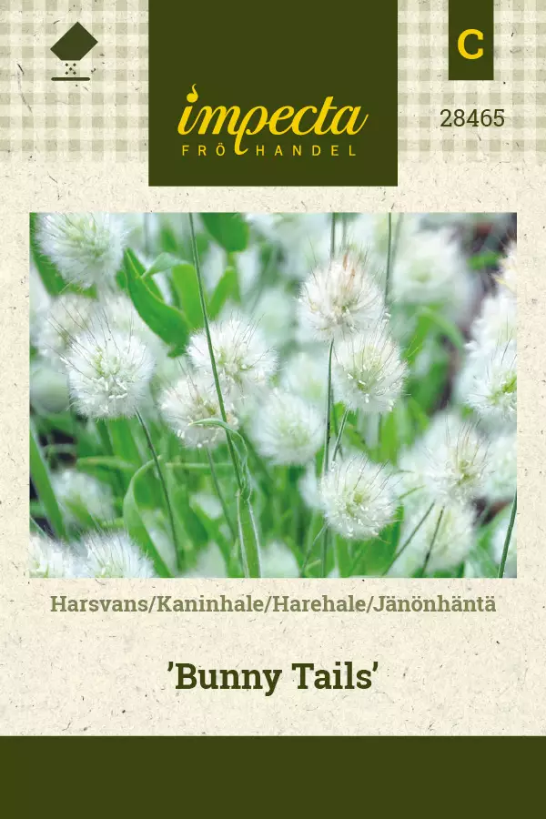 Jänönhäntä Bunny Tails - Kukkien ja koristeheinien siemenet - 7332756284650 - 0