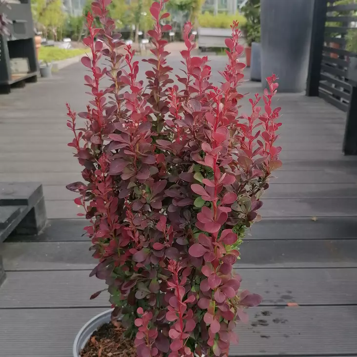 Japaninhappomarja Helmond Pillar - Koristepensaat - 45210 - 1