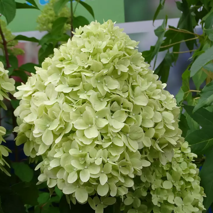 Japaninhortensia Limelight - Koristepensaat - 45730 - 1