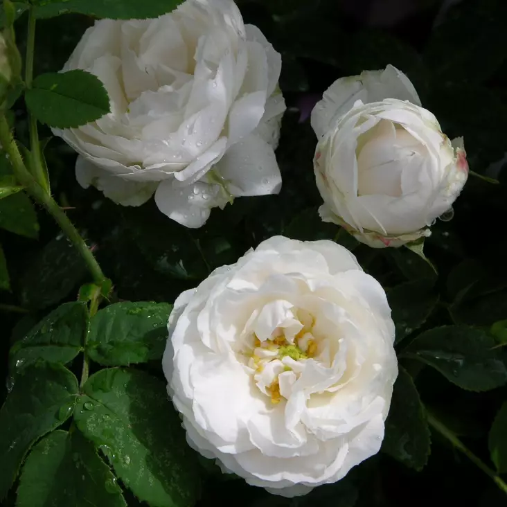 Kartanoruusu Blanchefleur - Puistoruusut - 2360 - 1