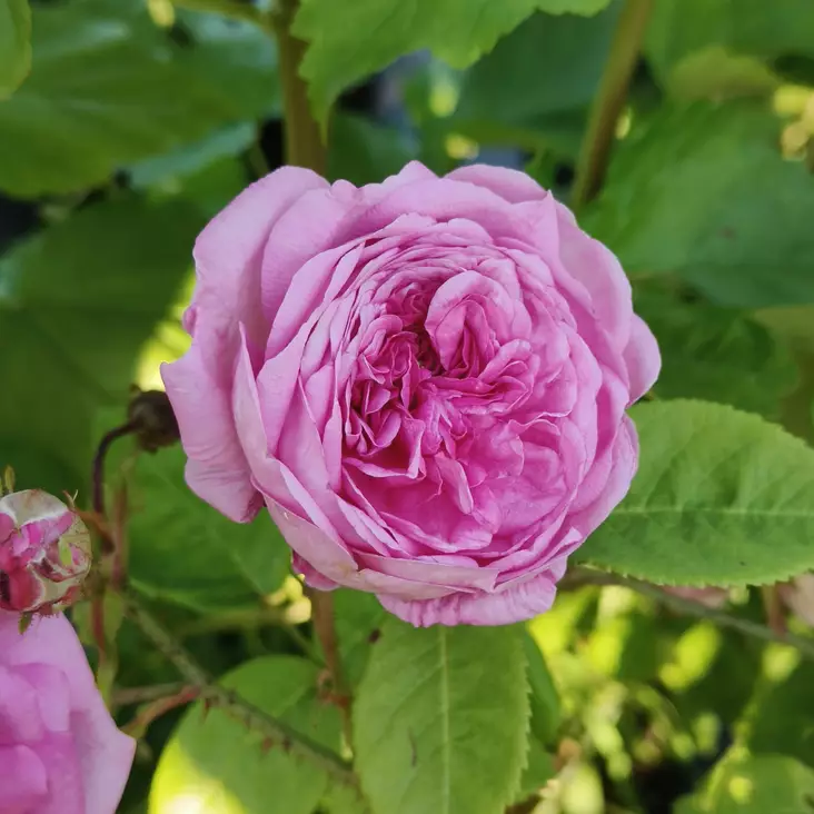 Kartanoruusu Tunnelitie - Puistoruusut - 2400 - 1