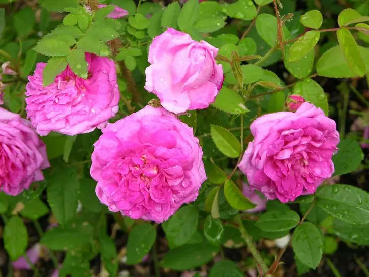 Kartanoruusu Tunnelitie - Puistoruusut - 2400 - 1