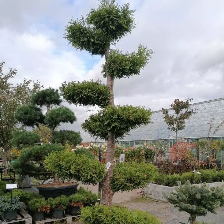 Kartiotuija Brabant Bonsai - Bonsait ja erikoishavut - 84960 - 1