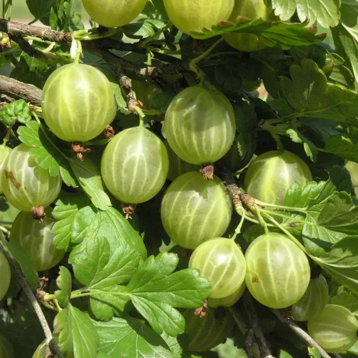 Karviainen Invicta - Herukat ja karviaiset - 21170 - 1