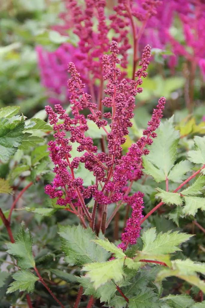 Kiinanjaloangervo Vision in Red - Perennat - 76300 - 1