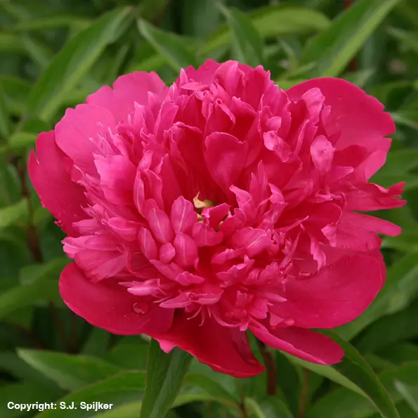 Kiinanpioni Big Ben - Perennat - 73890 - 1