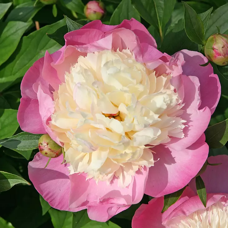 Kiinanpioni Bowl of Beauty - Perennat - 73940 - 1