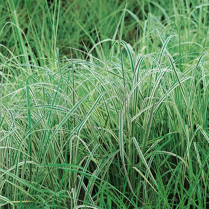 Koristekastikka Overdam - Koristeheinät - 71110 - 1