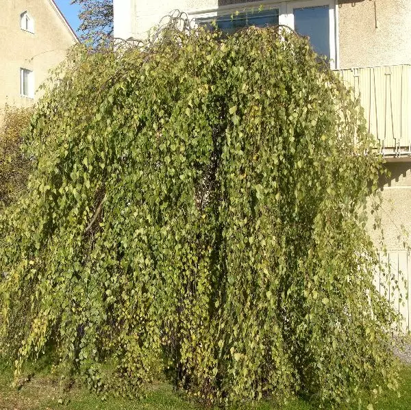Kyynelkoivu Youngii - Koristepuut - 4050 - 1