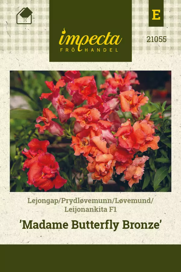 Leijonankita F1 Madame Butterfly Bronze - Kukkien ja koristeheinien siemenet - 7332756210550 - 1