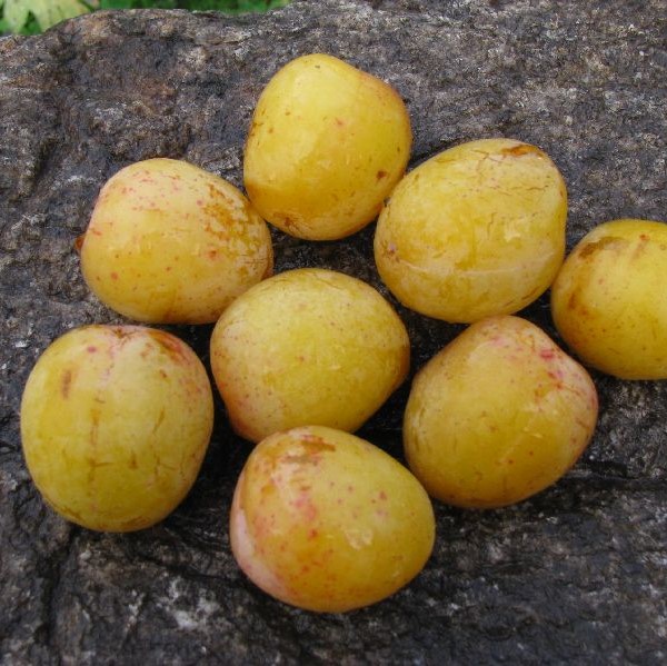 Luumupuu Reine Claude d'Oullins - Luumupuut - 1320 - 1