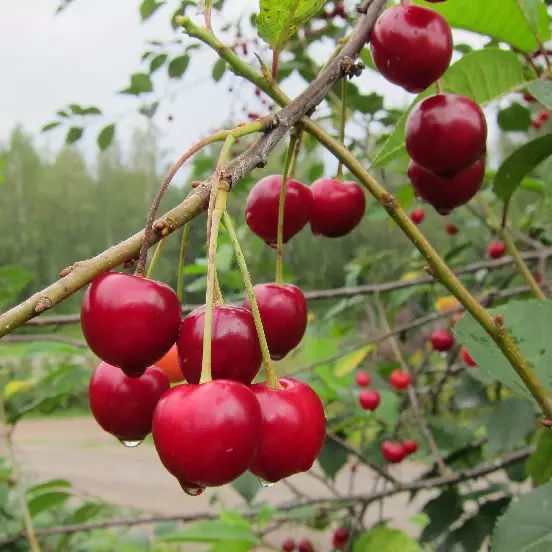Makeakirsikka Sunburst, hillitty - Kirsikkapuut - 13890 - 1
