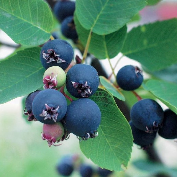 Marjatuomipihlaja Thiessen (Saskatoon) - Erikoismarjat ja hyötykasvit - 14420 - 1